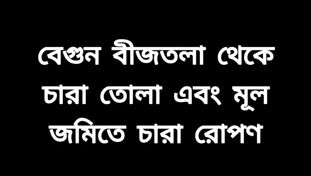 বেগুন পার্ট ২ | বীজতলা থেকে চারা তোলা এবং মূল জমিতে চারা রোপণ