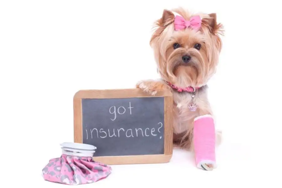 Have Pets At Home But Have Insurance To Cover Medical Expenses